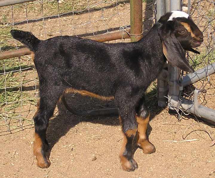 Dora (04/17/11)